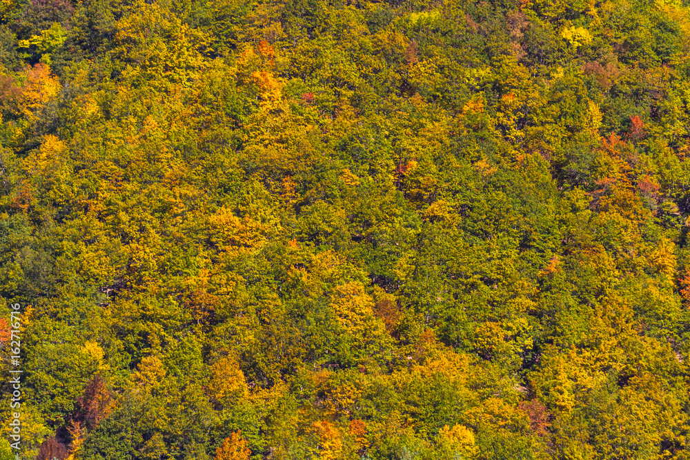 Background, texture, autumn trees in Mestia, Georgia