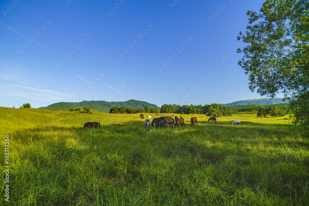 Obraz premium Wild horses on a meadow in the mountains of Fagarasi, Romania