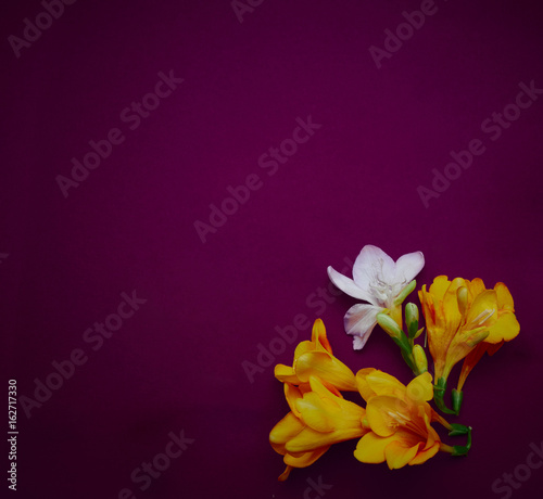 Fototapeta Naklejka Na Ścianę i Meble -  White and yellow flowers on artistic dark violet paper celebration background