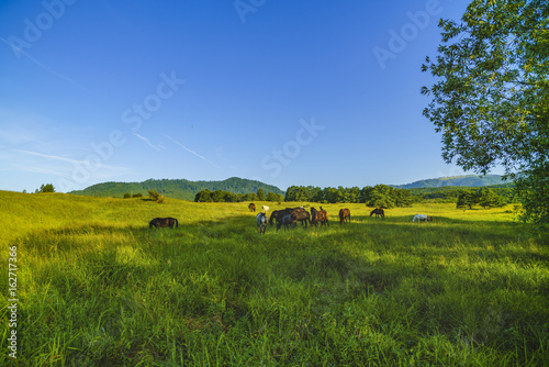 Wild horses on a meadow in the mountains of Fagarasi, Romania