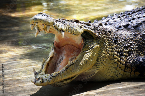  hungry crocodile