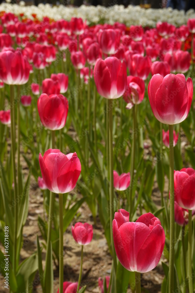 Tulips Tulips