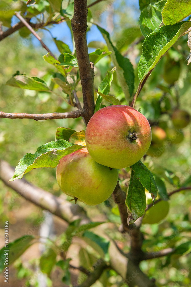 Shiny delicious apples hanging from a tree branch in an apple orchard. Shiny delicious apples hanging from a tree branch in an apple orchard.