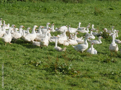goose meadow © flucas