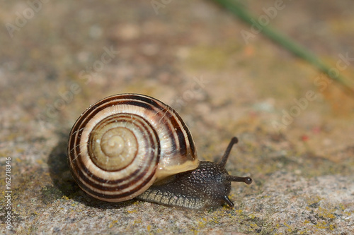 Small snail (Cepaea hortensis)