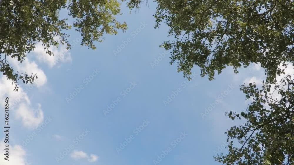 Trees against the sky. Branches of trees sway against the sky. Trees against the sky. Branches of trees sway against the sky.