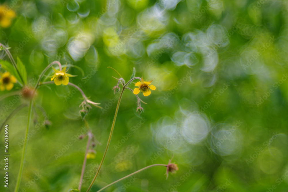 Geum rivale, the water avens, is a flowering plant of the family Rosaceae Geum rivale, the water avens, is a flowering plant of the family Rosaceae