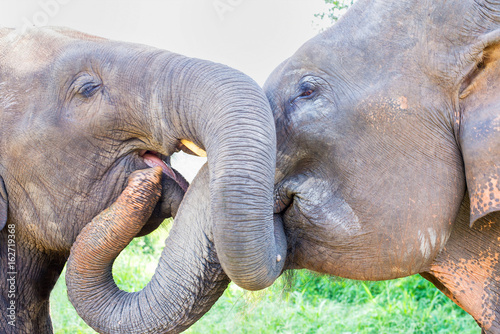 Two elephants tangling tusks affectionately photo