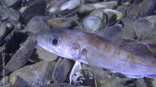 Commercial fishing: Sea fish Whiting (Merlangius merlangus) tries to swallow some food, medium shot.
 photo