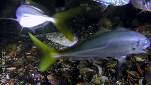 Greater weever (Trachinus draco) observes a feeding flock of Mediterranean horse mackerel (Trachurus mediterraneus).
 photo