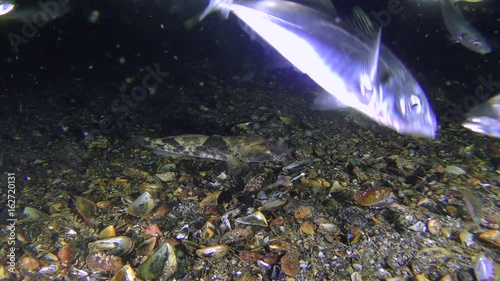 The predators lying on the bottom (Knout goby and Greater weever) lustily watch a feeding flock (Mediterranean horse mackerel (Trachurus mediterraneus)).
 photo