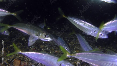 Fishery: The shoal of Game-fish Mediterranean horse mackerel (Trachurus mediterraneus) swims in front of the camera while eating plankton, close-up.
 photo