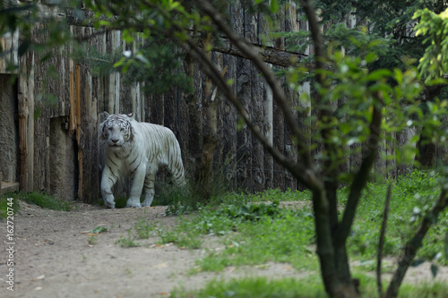 White tiger or bleached Bengal tiger walking among trees with a wood wall on its background