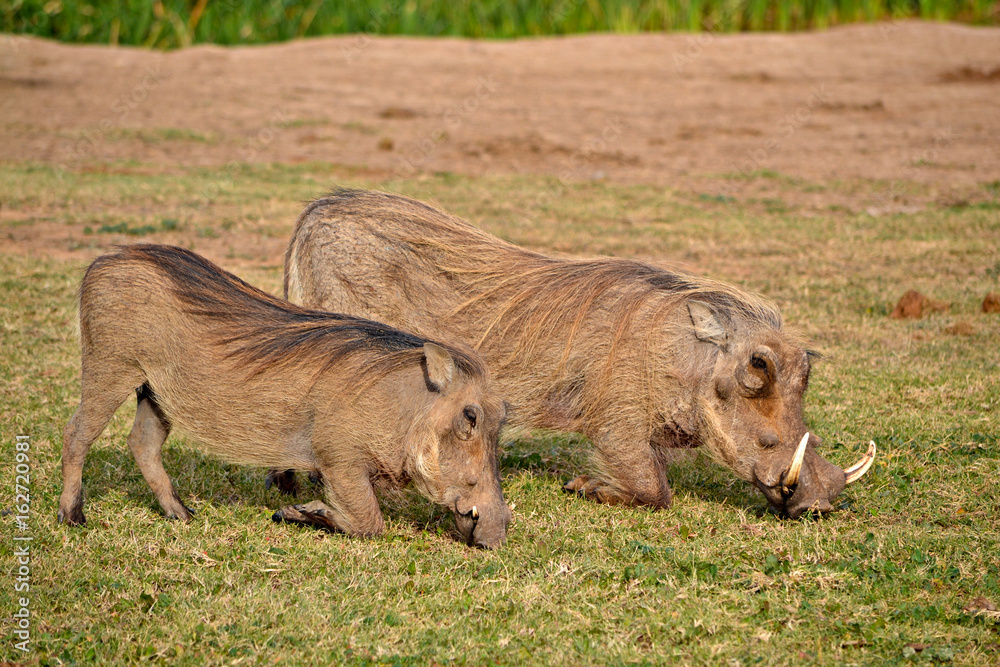 Fototapeta premium Warthogs eating