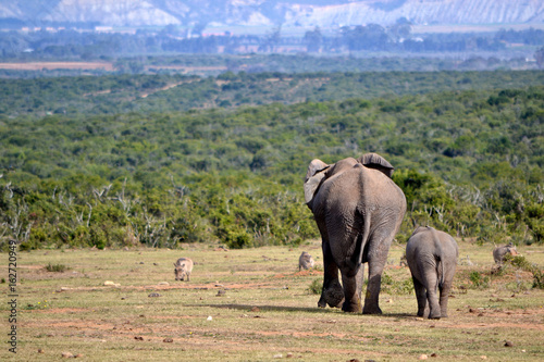 Elephant walking away in Africa