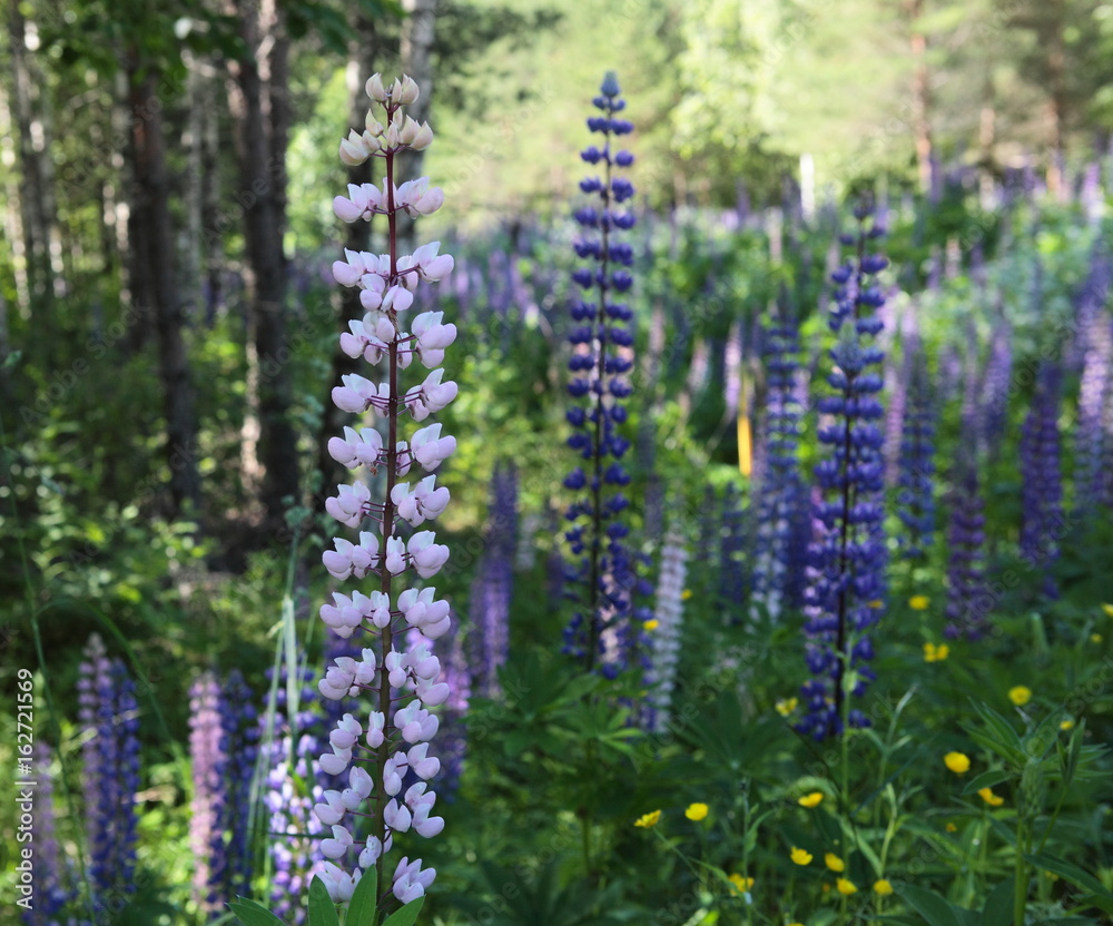 blühende Lupinen am Waldrand in Schweden blühende Lupinen am Waldrand in Schweden