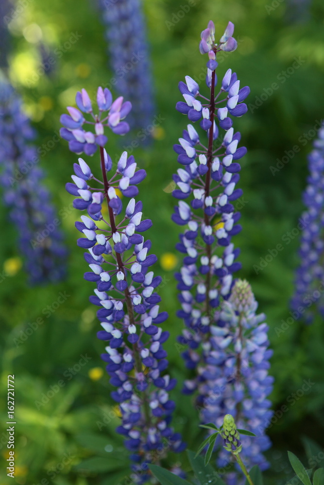 blühende zweifarbige Lupinen am Waldrand in Schweden blühende zweifarbige Lupinen am Waldrand in Schweden