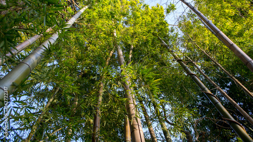 Bamboo Forest Canopy in Hakone, Ashigarashimo District, Kanagawa Prefecture, Japan photo