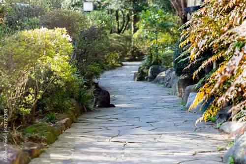 Cat on Garden Path in Hakone, Ashigarashimo District, Kanagawa Prefecture, Japan photo