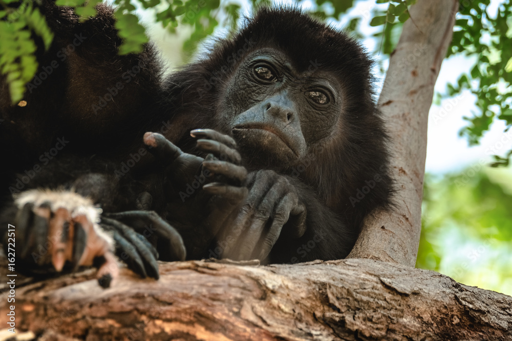 Fototapeta premium Mantled howler (Alouatta palliata). Golden mantled howling monkey on the tree.