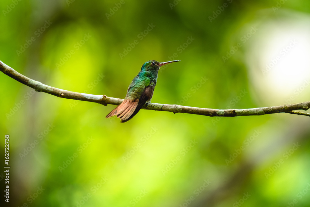 The rufous tailed hummingbird (Amazilia tzacatl) sits on the branch. Costa Rica The rufous tailed hummingbird (Amazilia tzacatl) sits on the branch. Costa Rica