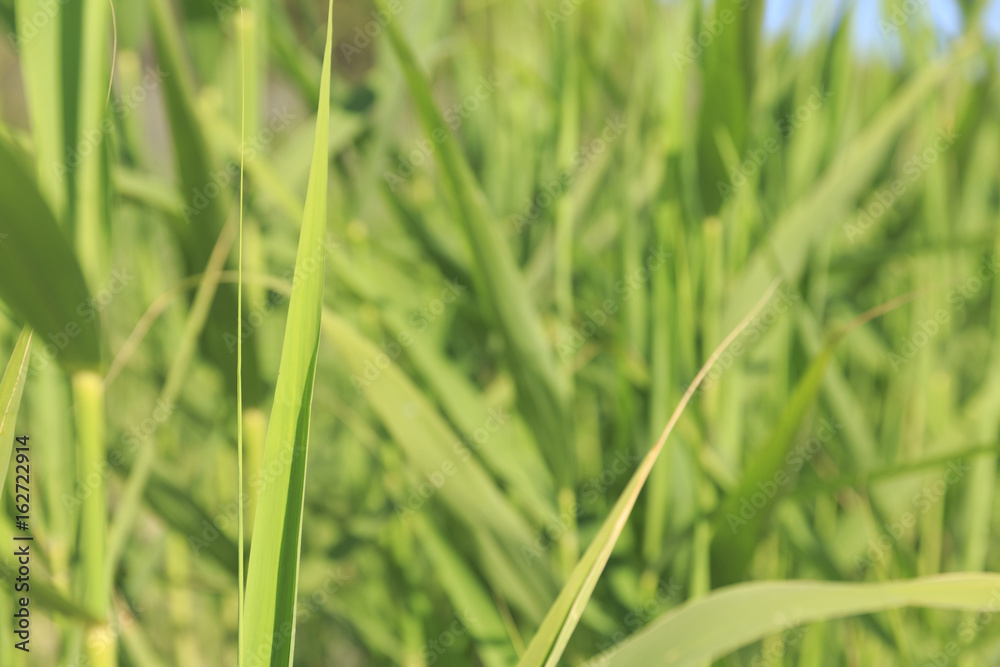 Green grass texture background, Beautiful nature in Greece, Non urban scene with defocused background Green grass texture background, Beautiful nature in Greece, Non urban scene with defocused background
