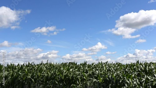 maisfeld / Himmel /