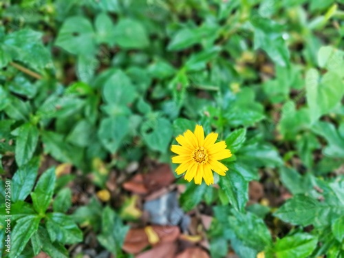 Tiny yellow flower which is called Singapore daisy.