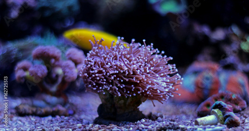 Euphyllia LPS Coral © Kolevski.V