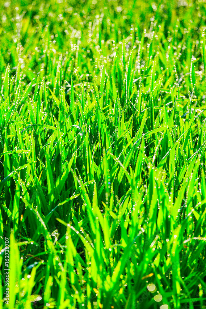 Obraz premium Close up of fresh thick grass with water drops in the early