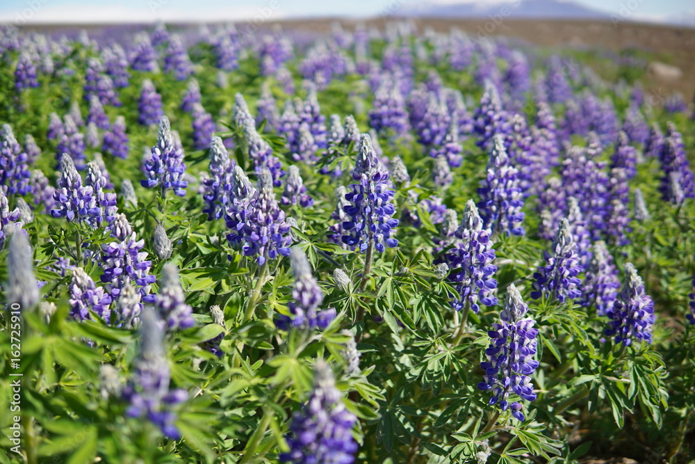 Obraz premium Typical Icelandic violet blooming flowers (Lupins) in the broad flower field in central Iceland 