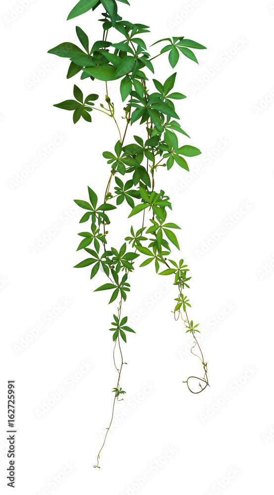 Wild morning glory leaves isolated on white background, clipping path included