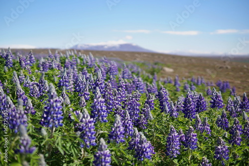 Typical Icelandic violet blooming flowers (Lupins) in the broad flower field in central Iceland 