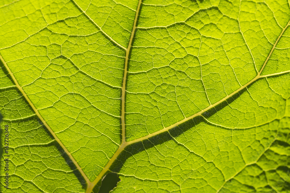 Blatt mit seinen Adern Blatt mit seinen Adern