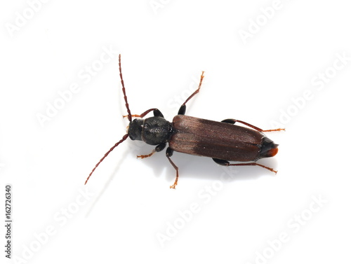 Brown spruce longhorn beetle Tetropium fuscum on white background photo
