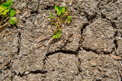 small sprout growing on cracked earth.
