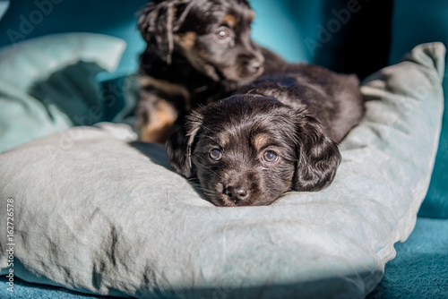 Tiny poppy dogs