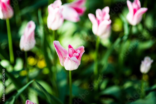 Fringed tulip Queensland. Terry fringed pink tulip. Pink tulip fringed with white ragged edges