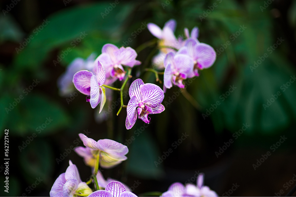 Close-up of pink orchid phalaenopsis. Bouquet of flowers orchids. Close-up of pink orchid phalaenopsis. Bouquet of flowers orchids.