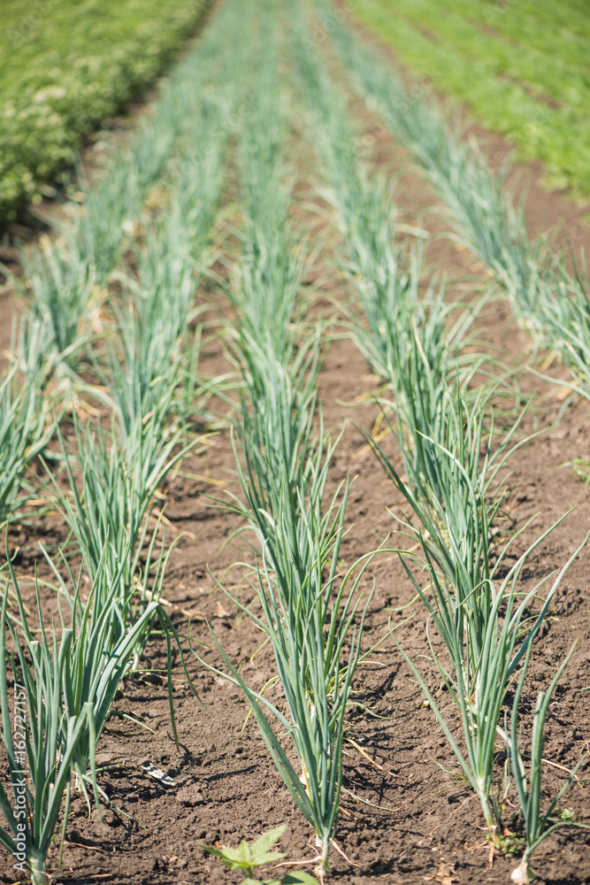 green onion at farm field land green onion at farm field land