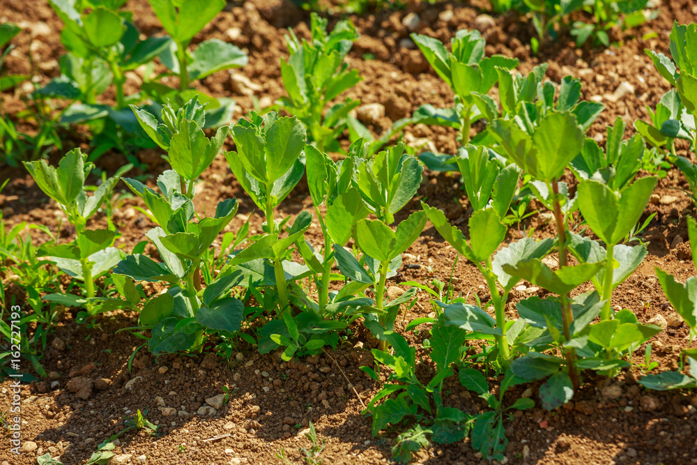 Fototapeta premium Organic vegetable garden, growing palnt.