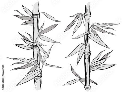 hand drawn illustration with bamboo stalk and leaves. vector eps 8