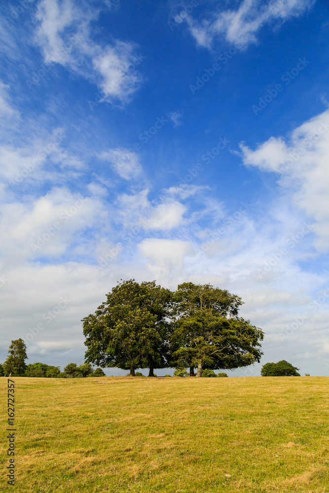 Summer Landscape