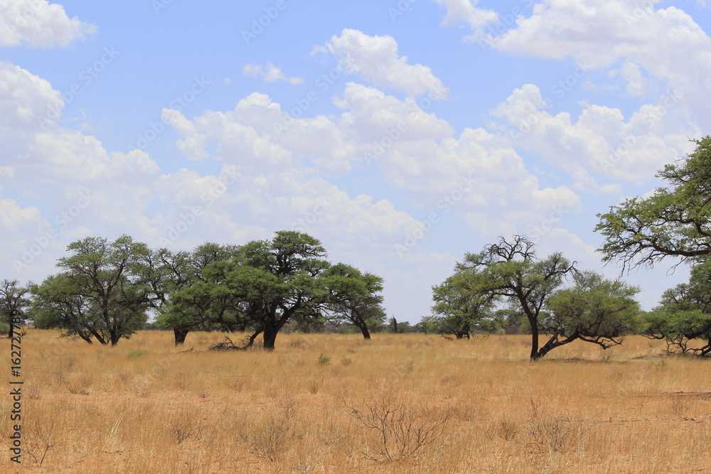 Dry landscape in the Kgalagadi Transfrontier National Park Dry landscape in the Kgalagadi Transfrontier National Park