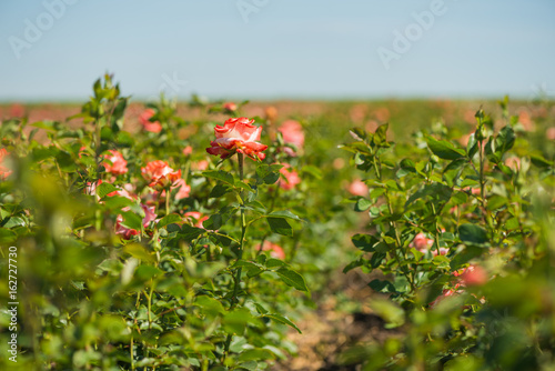 fresh colorful farm roses at summer farm field