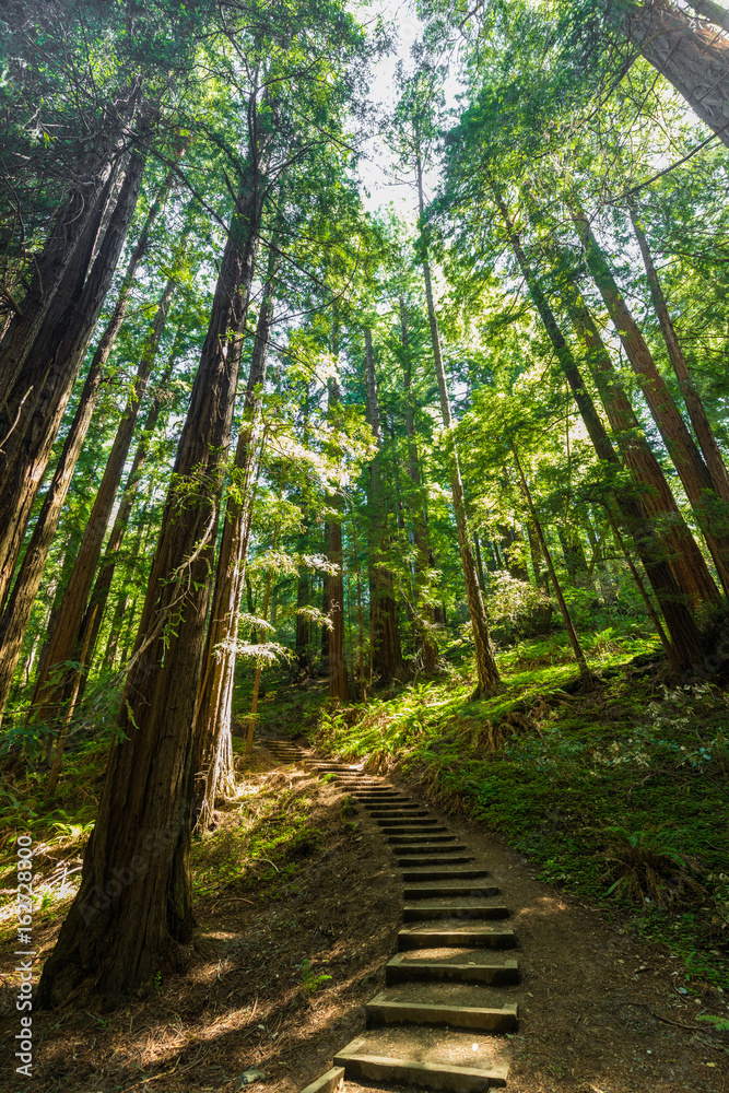 Giant redwoods in Muir Woods National Monument near San Francisco, California