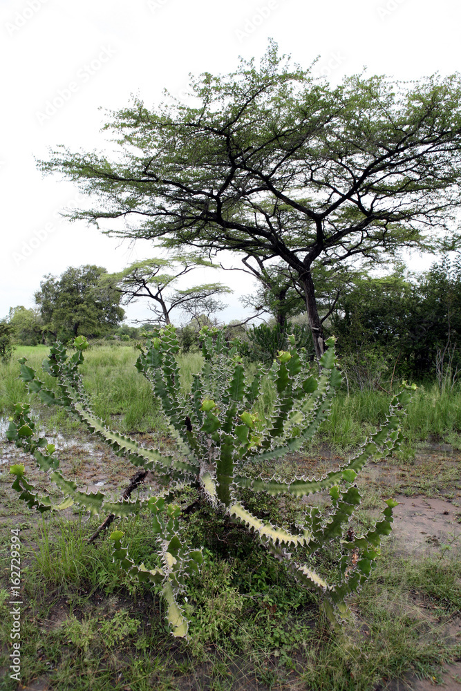 African savannah summer pictrures wild safari Tanzania Rwanda Botswana Kenya African savannah summer pictrures wild safari Tanzania Rwanda Botswana Kenya