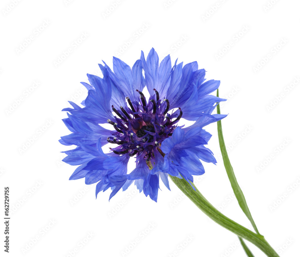 Cornflower isolated on white without shadow