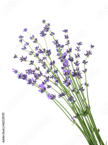 lavander isolated without shadow