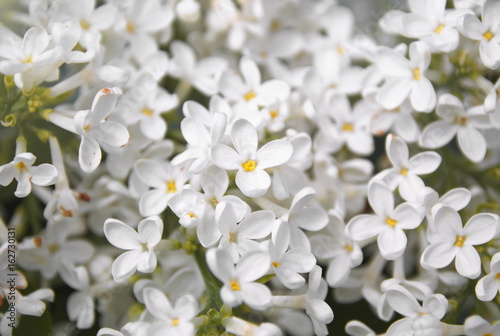 цветы белой сирени крупным планом 